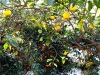 piante